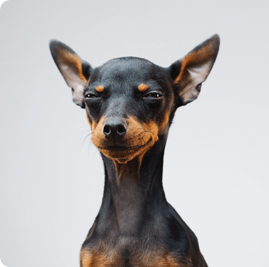cao-preto