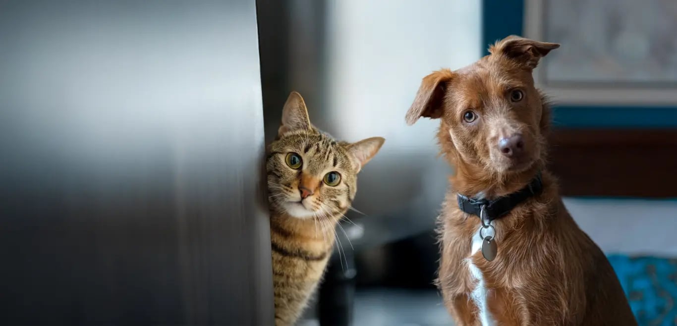 cao-e-gato-pets-my-fidelidade