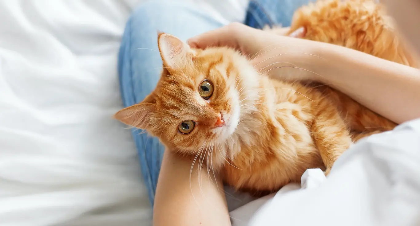 gato-no-colo-de-dono
